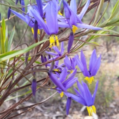 Stypandra glauca (Nodding Blue Lily) at Mount Jerrabomberra - 24 Sep 2016 by roachie