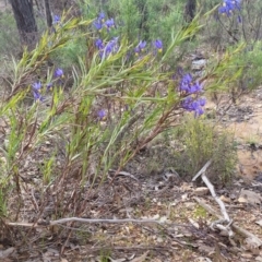 Stypandra glauca at Jerrabomberra, NSW - 24 Sep 2016