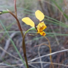 Diuris nigromontana (Black Mountain Leopard Orchid) at Black Mountain - 25 Sep 2016 by nic.jario