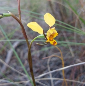 Diuris nigromontana at Acton, ACT - 26 Sep 2016