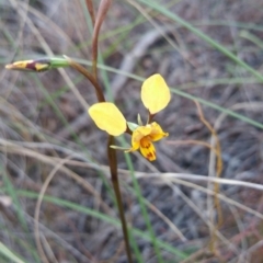 Diuris nigromontana at Acton, ACT - suppressed