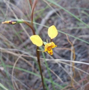 Diuris nigromontana at Acton, ACT - 26 Sep 2016