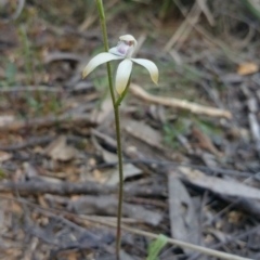 Caladenia ustulata (Brown Caps) at O'Connor, ACT - 25 Sep 2016 by nic.mikhailovich