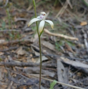 Caladenia ustulata at O'Connor, ACT - 26 Sep 2016