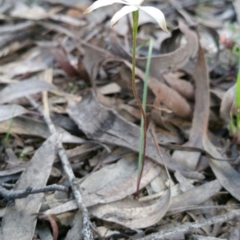 Caladenia ustulata at O'Connor, ACT - 26 Sep 2016