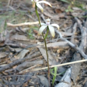 Caladenia ustulata at O'Connor, ACT - 26 Sep 2016