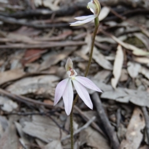 Caladenia carnea at Gungahlin, ACT - suppressed