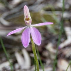 Caladenia carnea (Pink Fingers) at Gungahlin, ACT - 27 Sep 2016 by CedricBear