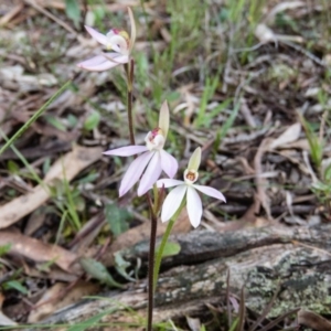 Caladenia carnea at Gungahlin, ACT - 27 Sep 2016