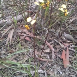 Diuris pardina at Gungahlin, ACT - 25 Sep 2016