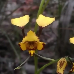 Diuris pardina at Gungahlin, ACT - 25 Sep 2016