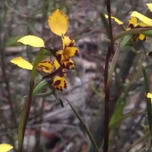 Diuris pardina at Gungahlin, ACT - 25 Sep 2016