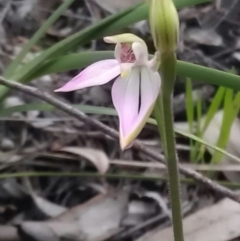 Caladenia carnea (Pink Fingers) at Gungahlin, ACT - 25 Sep 2016 by DerekC