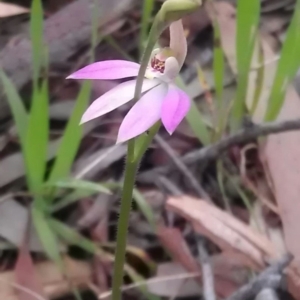 Caladenia carnea at Gungahlin, ACT - suppressed