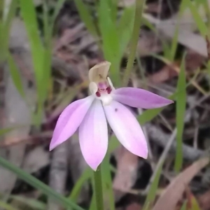 Caladenia carnea at Gungahlin, ACT - suppressed