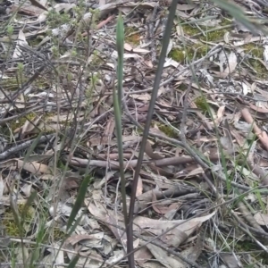 Calochilus sp. at Gungahlin, ACT - suppressed