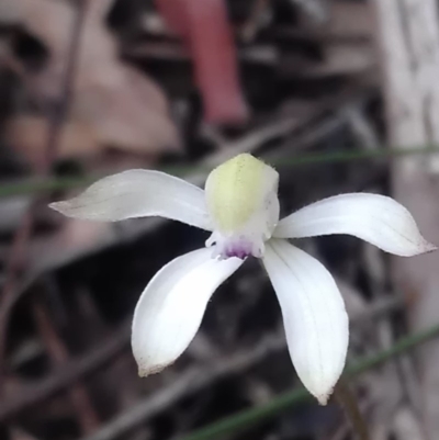 Caladenia ustulata (Brown Caps) at Gungahlin, ACT - 25 Sep 2016 by DerekC