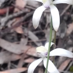 Caladenia ustulata at Gungahlin, ACT - 25 Sep 2016