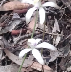 Caladenia ustulata at Gungahlin, ACT - 25 Sep 2016