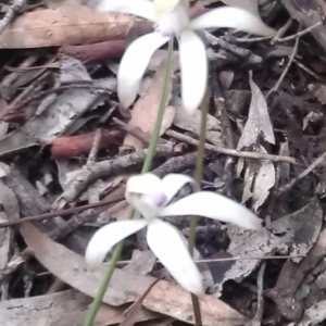 Caladenia ustulata at Gungahlin, ACT - 25 Sep 2016