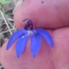 Cyanicula caerulea (Blue Fingers, Blue Fairies) at Canberra Central, ACT - 19 Sep 2016 by DerekC