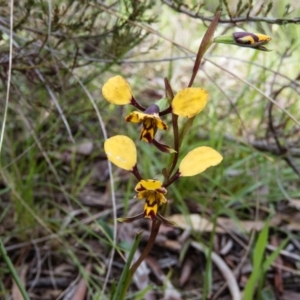 Diuris pardina at Gungahlin, ACT - 27 Sep 2016