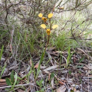 Diuris pardina at Gungahlin, ACT - suppressed