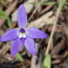 Glossodia major (Wax Lip Orchid) at Gungahlin, ACT - 27 Sep 2016 by CedricBear