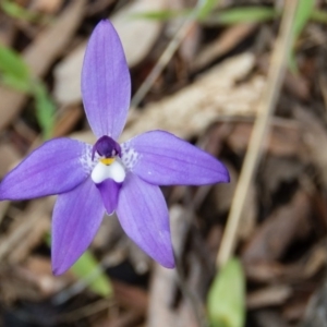 Glossodia major at Gungahlin, ACT - 27 Sep 2016