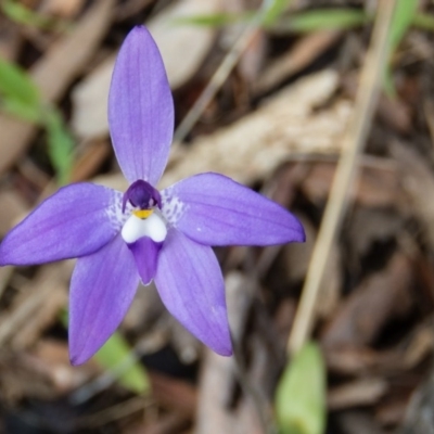 Glossodia major (Wax Lip Orchid) at Gungahlin, ACT - 27 Sep 2016 by CedricBear