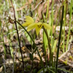 Diuris chryseopsis at Gungahlin, ACT - suppressed