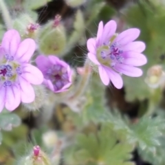 Geranium molle subsp. molle (Cranesbill Geranium) at Jerrabomberra, ACT - 27 Sep 2016 by Mike