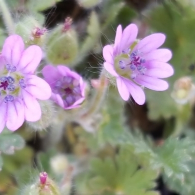 Geranium molle subsp. molle (Cranesbill Geranium) at Isaacs Ridge and Nearby - 27 Sep 2016 by Mike