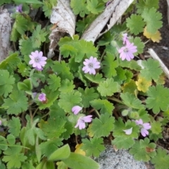 Geranium molle subsp. molle at Isaacs Ridge - 27 Sep 2016