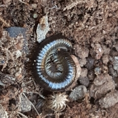 Ommatoiulus moreleti (Portuguese Millipede) at Isaacs Ridge and Nearby - 27 Sep 2016 by Mike