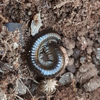 Ommatoiulus moreleti (Portuguese Millipede) at Jerrabomberra, ACT - 27 Sep 2016 by Mike