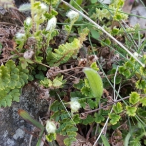 Cheilanthes distans at Jerrabomberra, ACT - 27 Sep 2016 12:21 PM