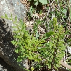 Cheilanthes sieberi (Rock Fern) at Jerrabomberra, ACT - 27 Sep 2016 by Mike