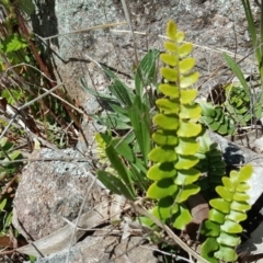 Pellaea calidirupium (Hot Rock Fern) at Isaacs Ridge and Nearby - 27 Sep 2016 by Mike