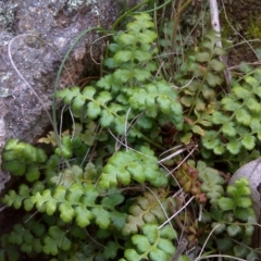 Pleurosorus rutifolius (Blanket Fern) at Jerrabomberra, ACT - 27 Sep 2016 by Mike