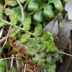 Asplenium subglandulosum at Isaacs Ridge - 27 Sep 2016 01:34 PM