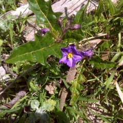 Solanum cinereum (Narrawa Burr) at Jerrabomberra, ACT - 27 Sep 2016 by Mike