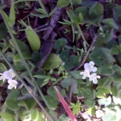 Trifolium subterraneum (Subterranean Clover) at Isaacs Ridge and Nearby - 27 Sep 2016 by Mike