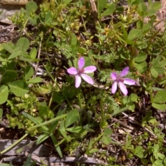 Erodium cicutarium (Common Storksbill, Common Crowfoot) at Isaacs Ridge - 27 Sep 2016 by Mike