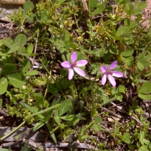 Erodium cicutarium at Jerrabomberra, ACT - 27 Sep 2016 11:14 AM