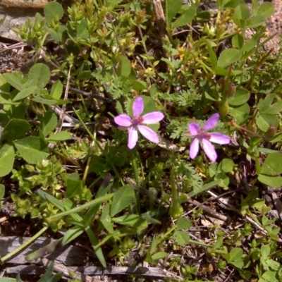 Erodium cicutarium (Common Storksbill, Common Crowfoot) at Jerrabomberra, ACT - 27 Sep 2016 by Mike