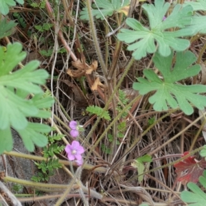 Geranium solanderi at Isaacs Ridge - 27 Sep 2016