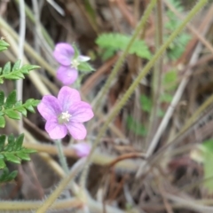 Geranium solanderi at Isaacs Ridge - 27 Sep 2016 01:34 PM