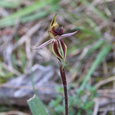 Caladenia actensis (Canberra Spider Orchid) at Mount Majura - 27 Sep 2016 by petersan
