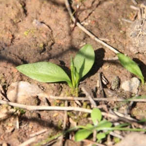 Ophioglossum lusitanicum at Canberra Central, ACT - 27 Sep 2016